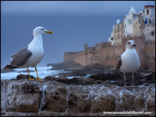 Mouettes à Essaouira