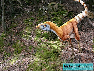 عالم الديناصورات الجزء الثاني Novie-dinozavri-iz-kitaya-i-proishozhdenie-ptic-3