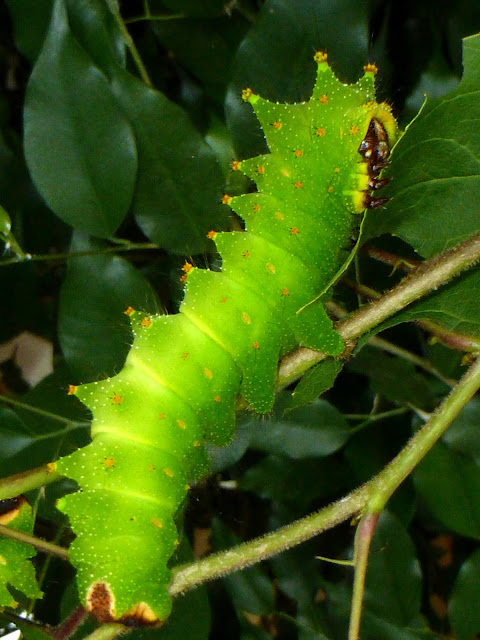Actias maenas caterpillar Actias maenas caterpillar
