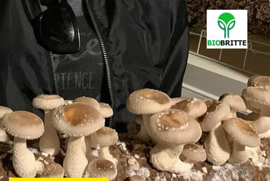 How do I make oyster mushroom spawn? Organic mushrooms Mushroom business