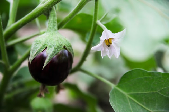 Brinjal: Nutrition and Health Benefits   