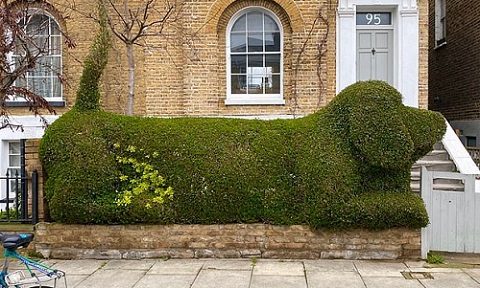 hedge