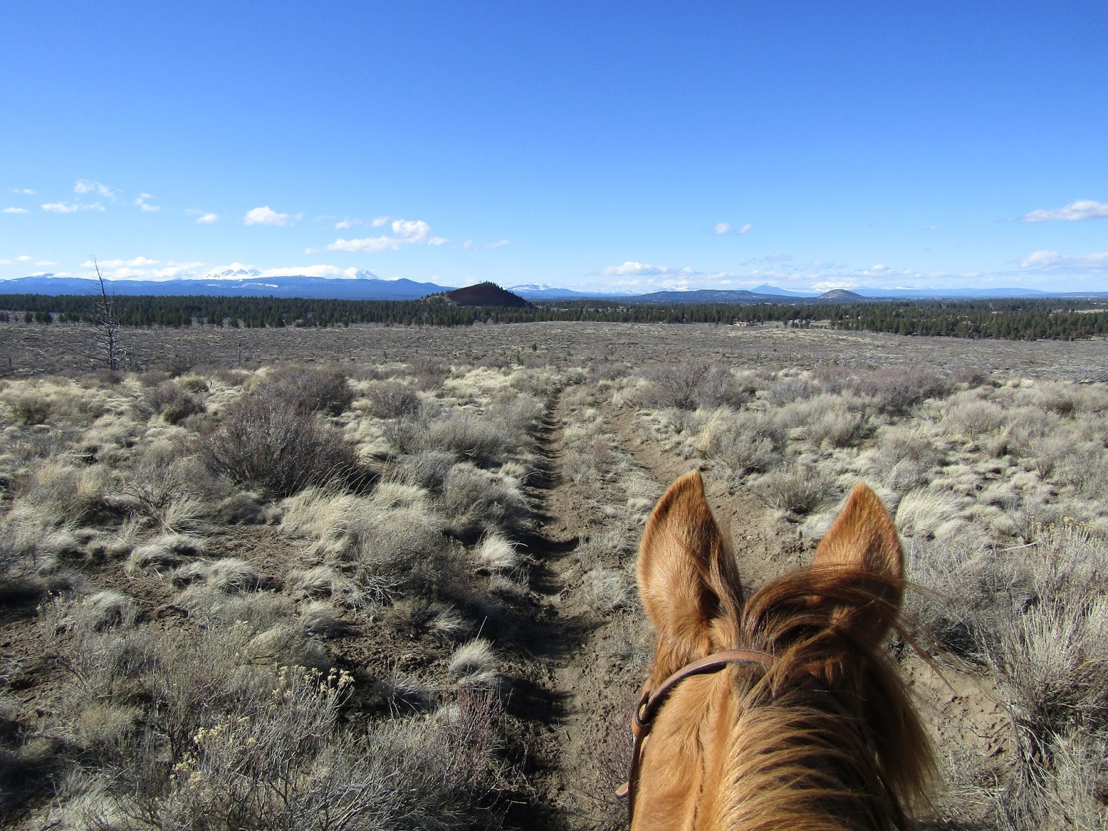 Holly's Horse Tales and Trails Bessie Butte and Horse Butte, Deschutes National Forest, Oregon