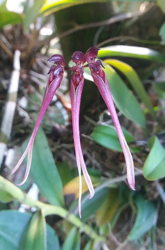 Bulbophyllum delitescens Hance