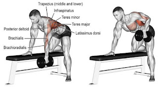 Top 5 Exercises For Building Wide Muscular Back, Single-Arm Dumbbell Row Top 5 Exercises For Building Wide Muscular Back, Single-Arm Dumbell Row
