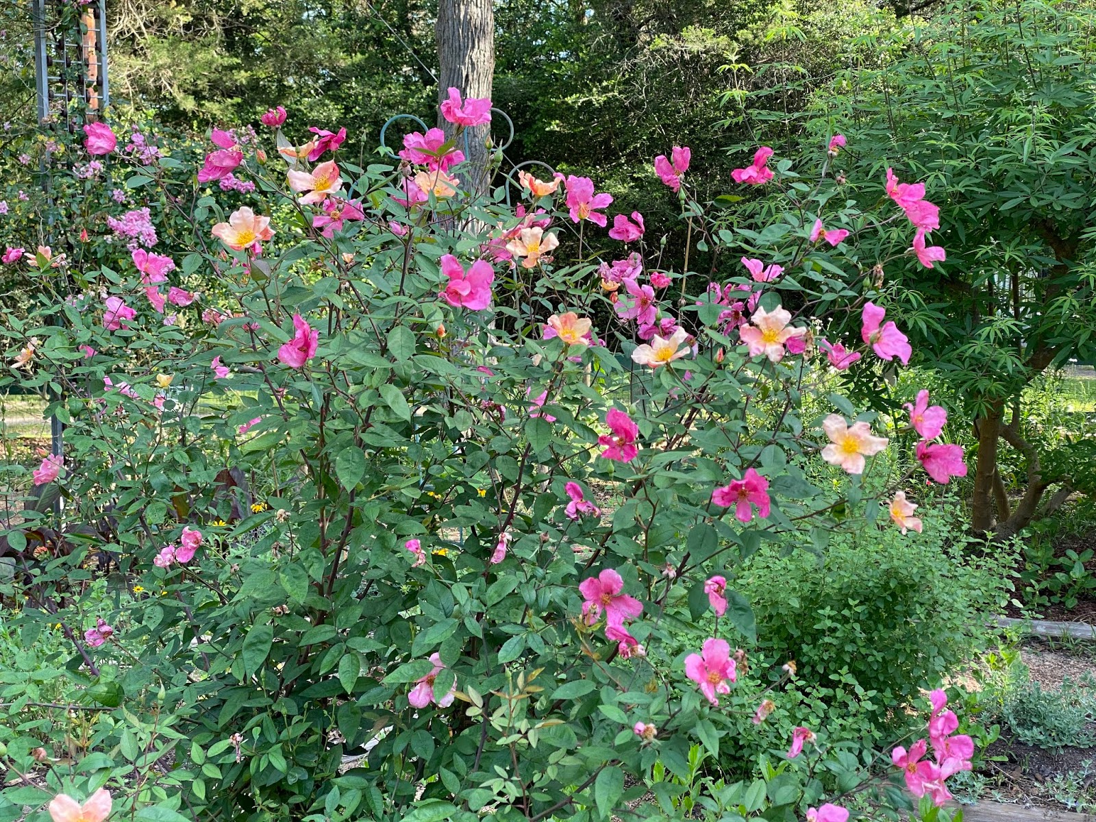 Lisa Bonassin's Garden: Butterfly Rose April 28, 2020