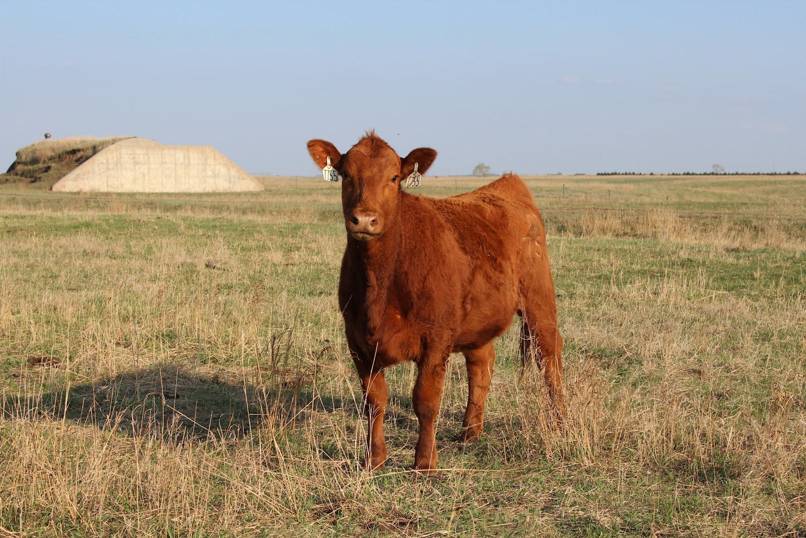 The Ninth Year... Beef Cattle Calving in Clay Center, Nebraska