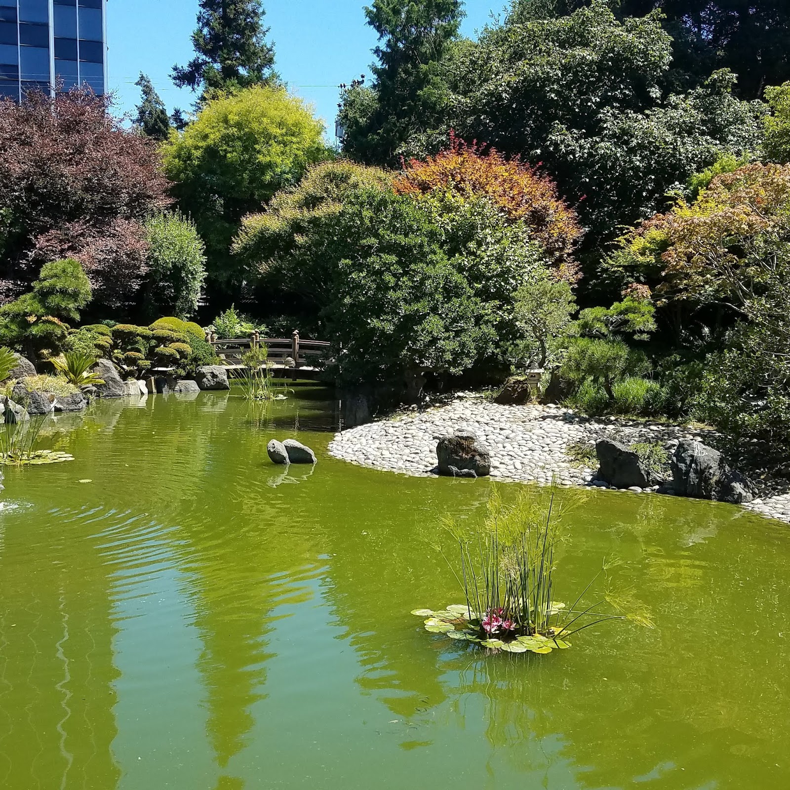 Charming the Birds from the Trees Japanese Gardens in San Mateo
