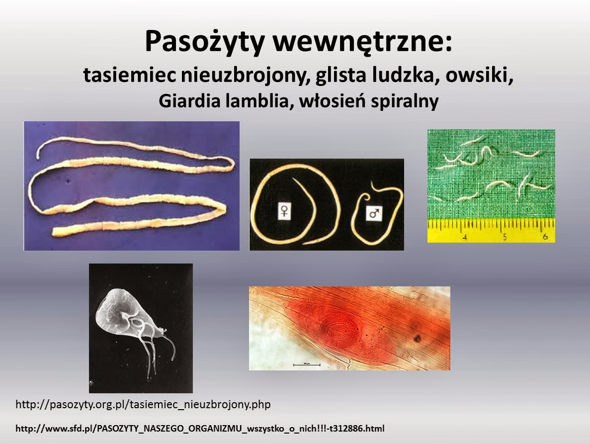 Pasożyty Zewnętrzne Przykłady Edukacyjne wiersze i piosenki Doroty Grobelnej: Pasożytnictwo