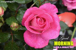 morning magic moments greetings pink rose flowers good morning wishes