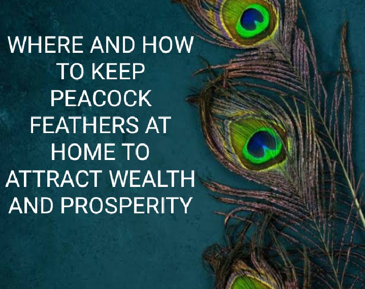 WHERE AND HOW TO KEEP PEACOCK FEATHERS AT HOME TO ATTRACT WEALTH AND