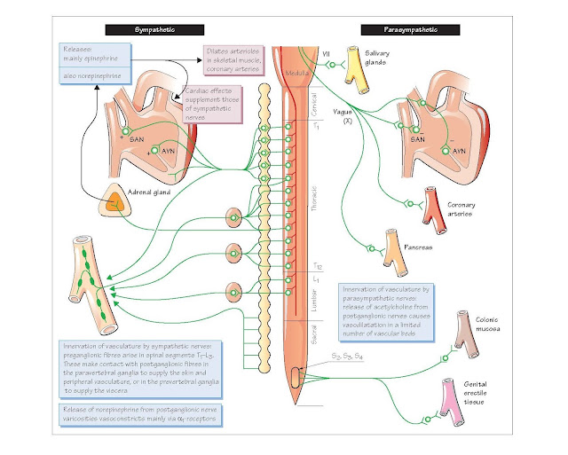 Autonomic Control Of The Cardiovascular System, The Sympathetic System, Effects On The Heart, Effects on the vasculature, The Parasympathetic System, Effects On The Heart, Effects On The Vasculature