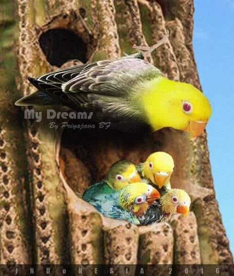 Lovebird Lovers Indonesia Breeding Lovebird Lover Indonesia
