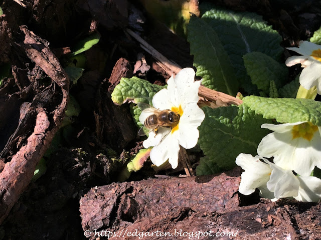 Biene auf Primel