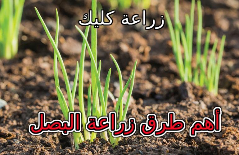 عالم الزراعة زراعة البرسيم المصرى