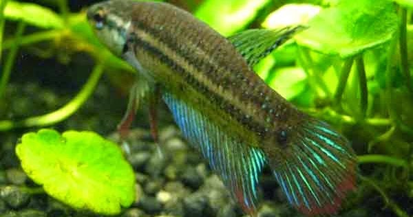 Gokil 17+ Gambar Burung Merpati Betina Yang Bagus