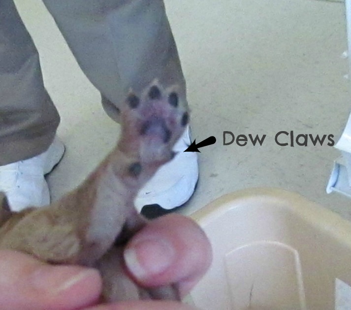 Can You Remove Dew Claws Older Dogs