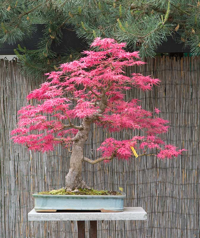 Walter Pall Bonsai Adventures Visit to Bonsaizentrum Heidelberg in Germany