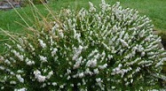 My heather has lavender flowers through the winter.  Nice to have some color.