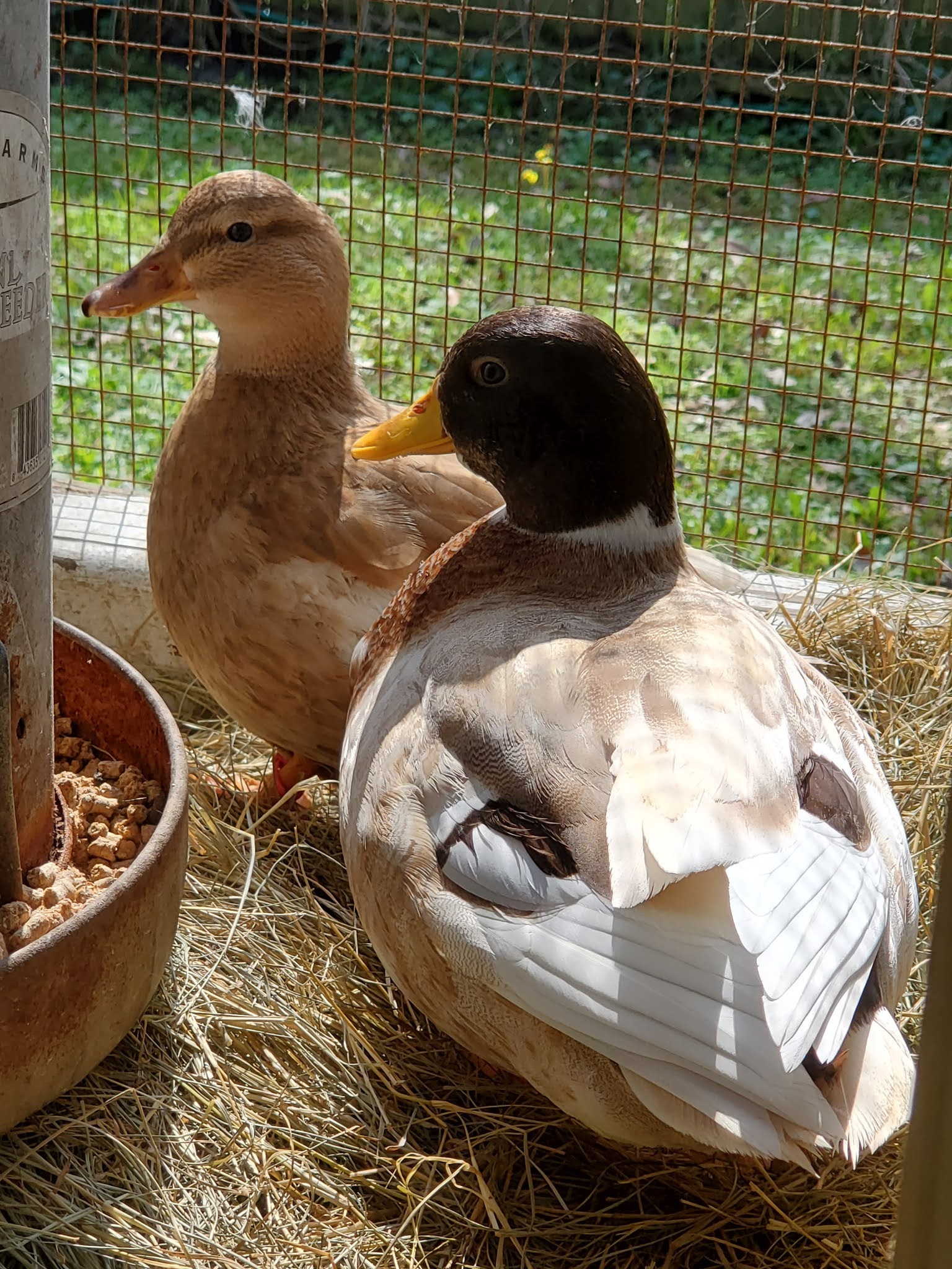 Blue Sky Country Farm Nutmeg / Nutmeg Pied (Chocolate Pied) Call ducks