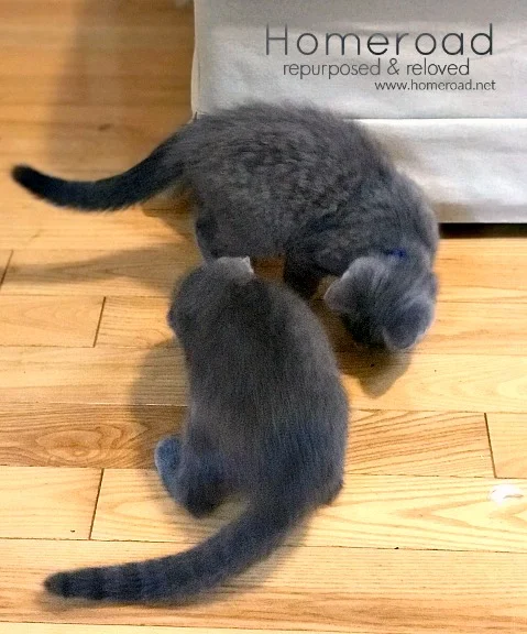 Russian Blue kittens