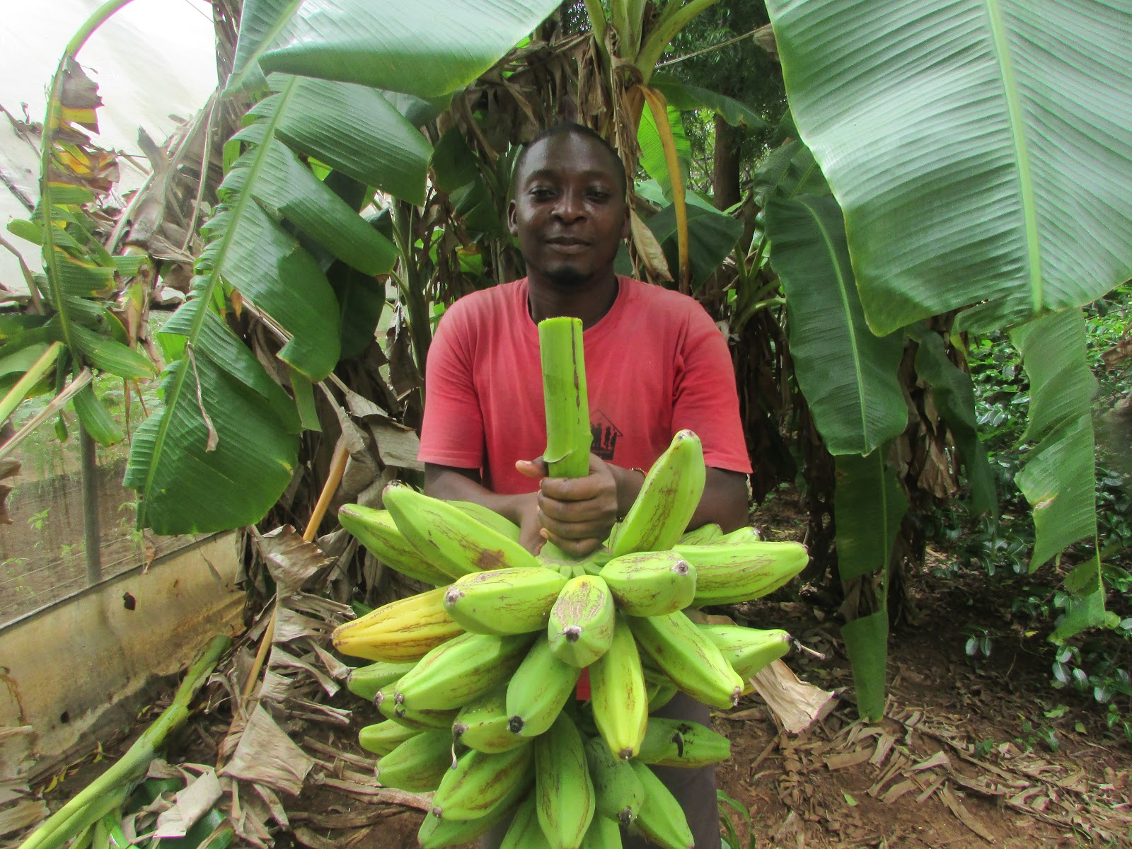 Children of Watamu Harvesting bananas