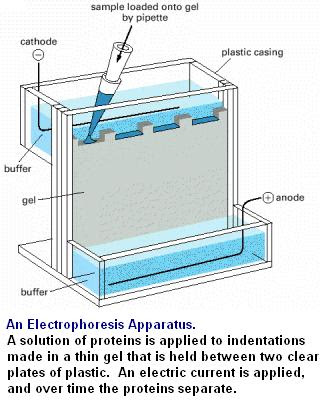 Pharmaexposure Gel electrophoresis