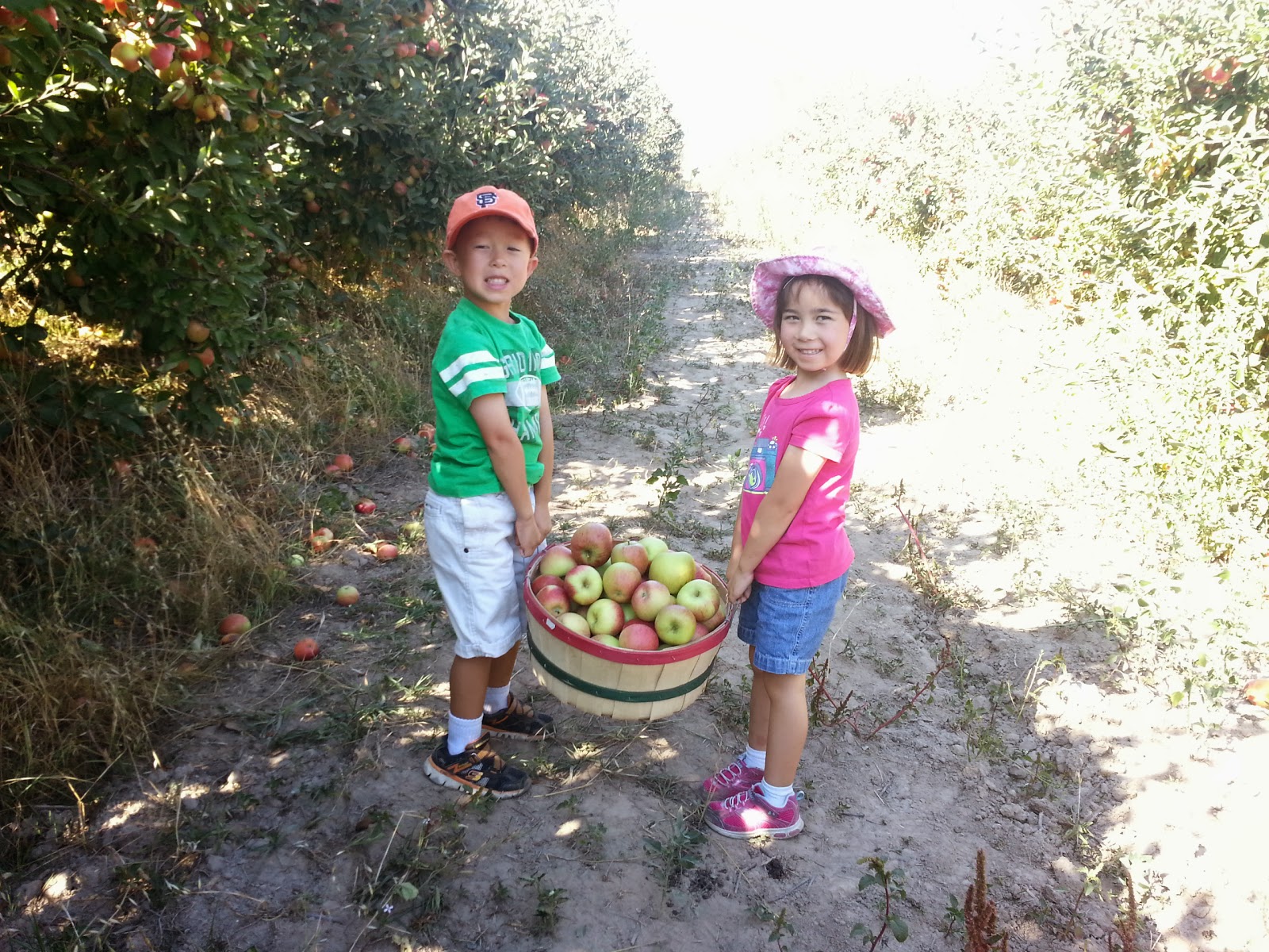 The Kos Apple PickingTwin Hill Farms