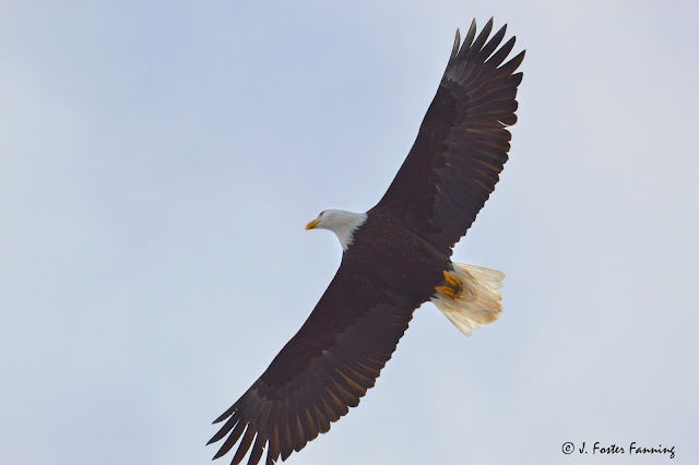 Ferry County, Washington State, U.S.A.: Bald Eagles of Ferry County