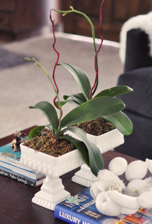 how to replant and regrow orchids