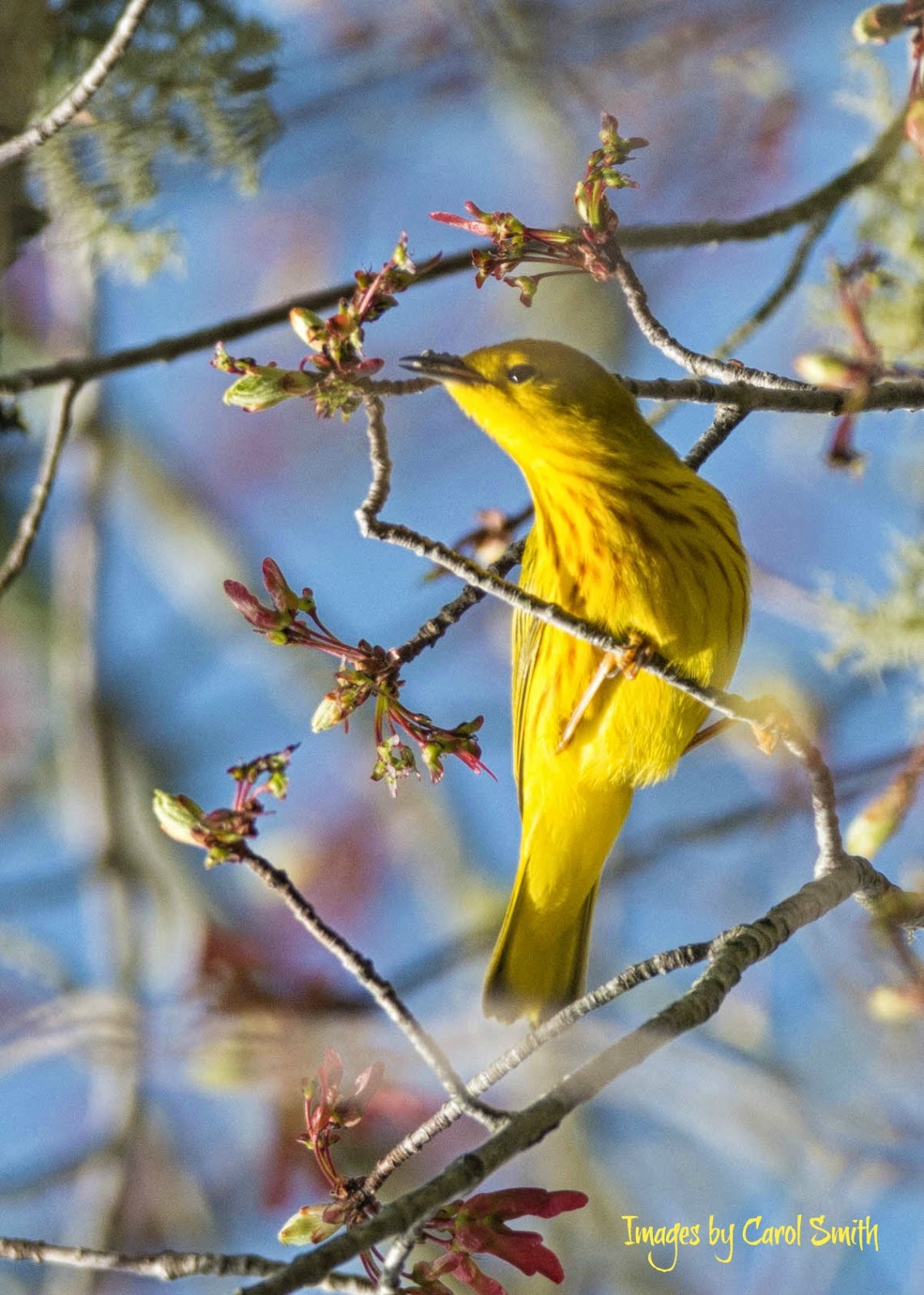 Carol's View Of New England Spring birds in New England