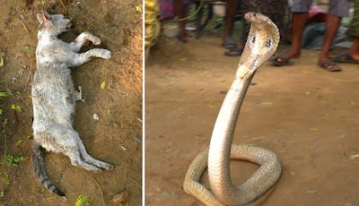 Kucing digigit ular kobra hingga tewas