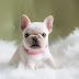 14 Things French Bulldog Owners Must Never Forget