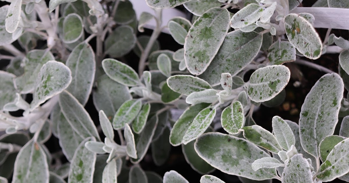 Evergreen Shrubs For Borders