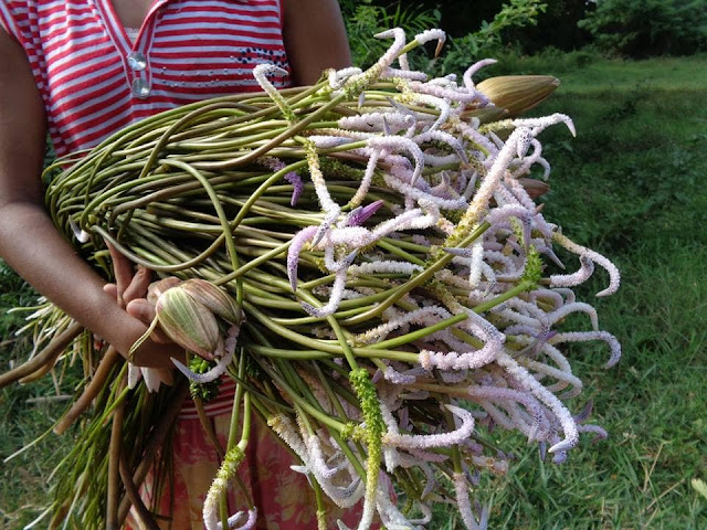 රෝග රැසකට සුව දෙන විශ්මිත හෙළ ඔසුව - කෙකටිය ( Kekatiya ) - Your Choice Way