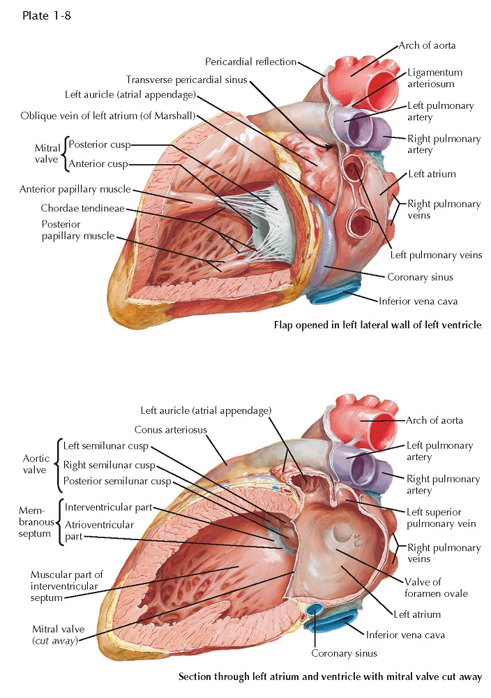 Atria and Ventricles - pediagenosis