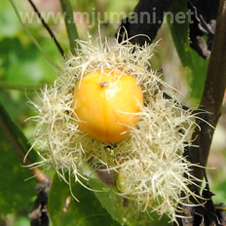 Buah cemot, bilaran, atau ulat bulu