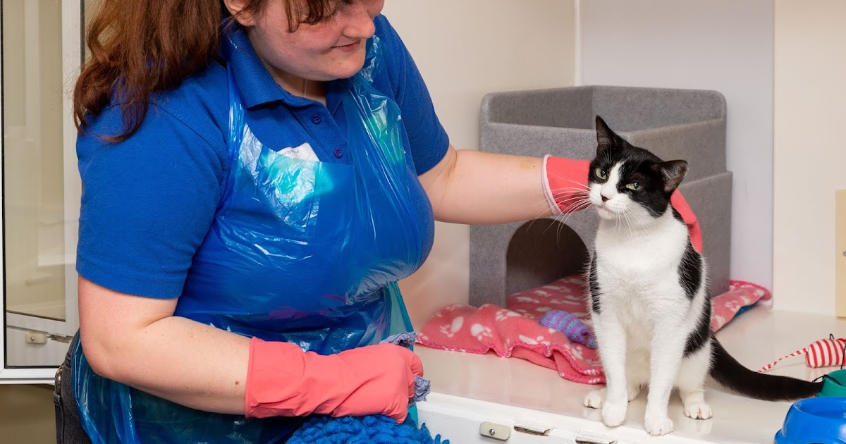 Cats Protection Bridgend Adoption Centre Blog Here for The Cats