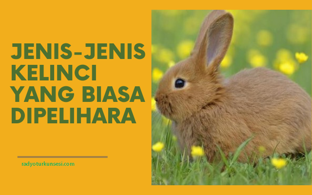 Jenis Kelinci Hias Dan Pedaging Yang Biasa Dipelihara Jenis Kelinci Hias Dan Pedaging