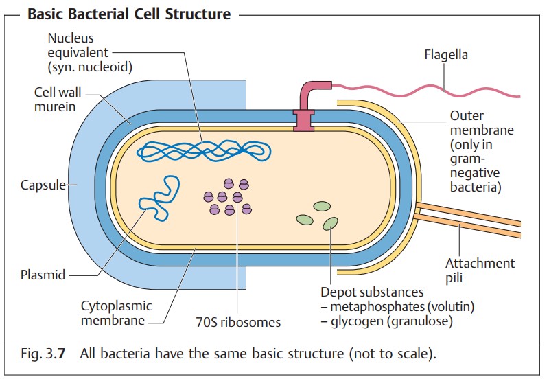 Morphologie et ultrastructure des bactéries BioEduc