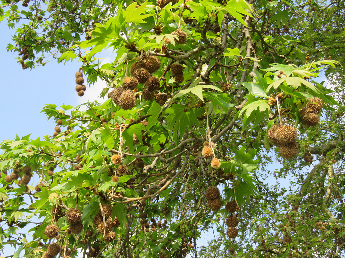 Á R B O L E S (T R E E S) y P A L M E R A S (P A L M S) Platanus
