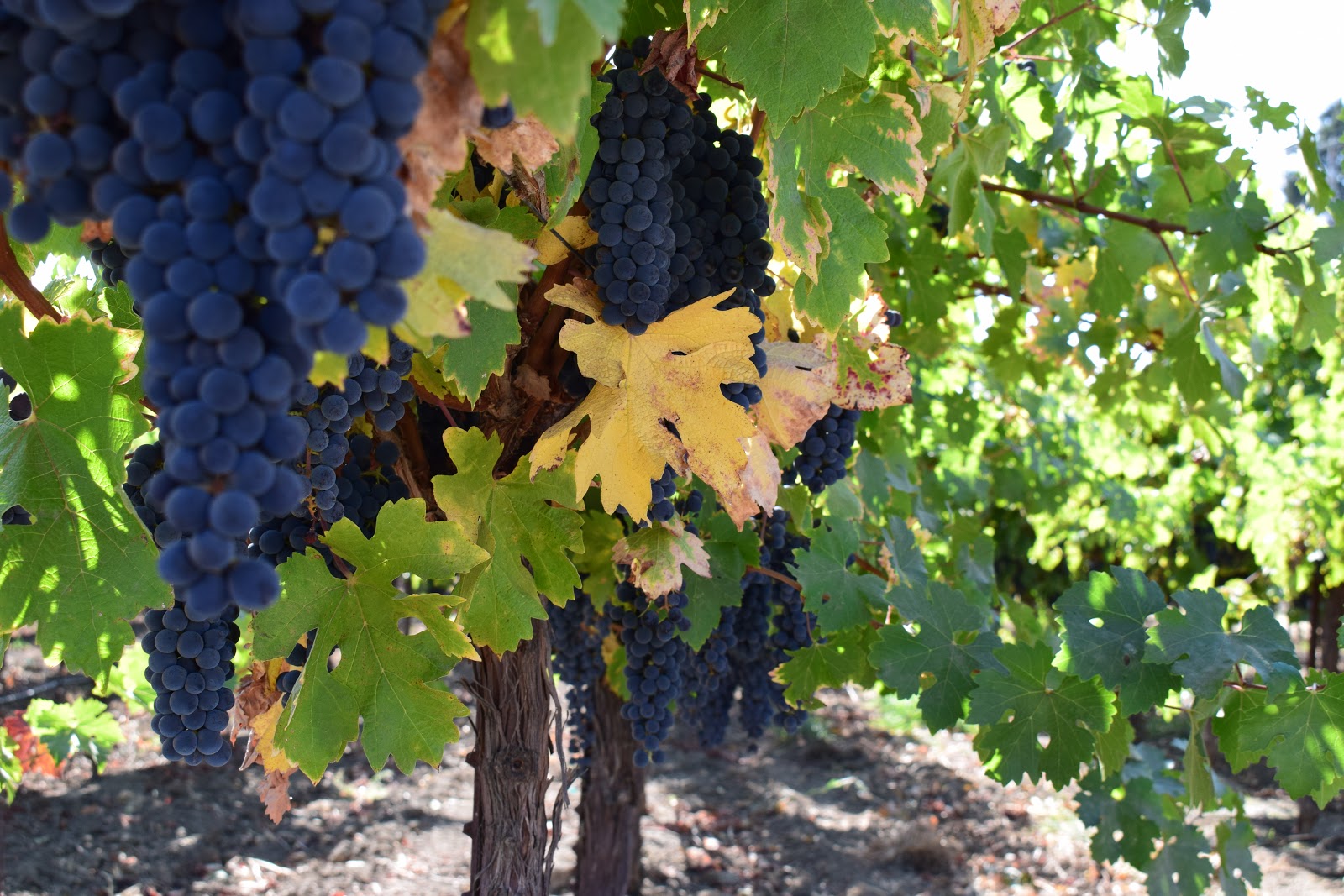 RoadTrip to Napa Valley Teetotalers in Wine Country Kettle and Travel