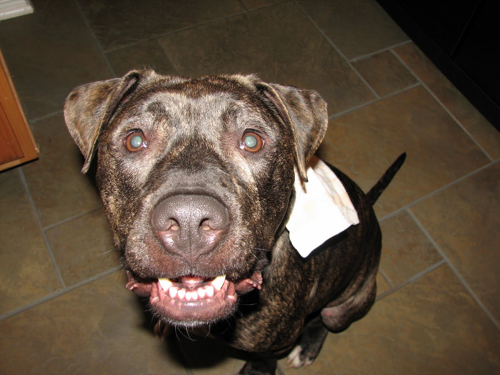 A Dog Named Hank the adventures of super hank!