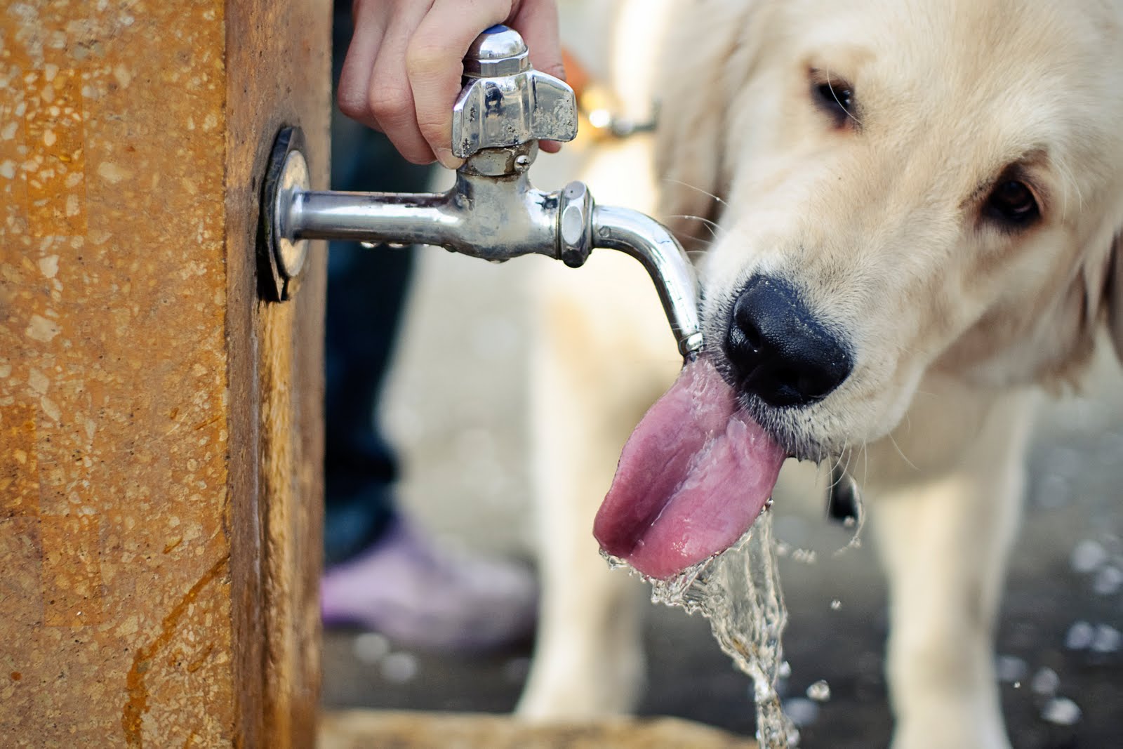 dog will not drink water dog will not drink water