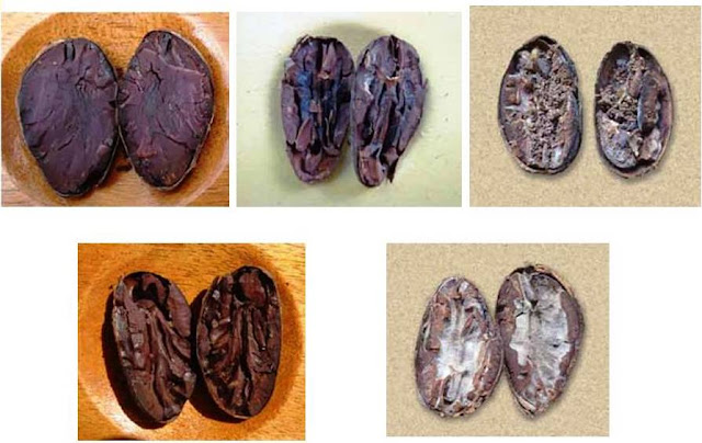 Distintas condiciones de granos de cacao. Distintas condiciones de granos de cacao, comenzando desde arriba a la izquierda: granos violetas sin fermentar, grano poco fermentado, grano infestado por insectos, grano bien fermentado y grano mohoso.