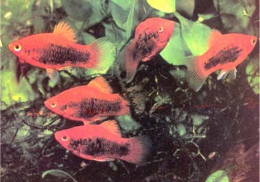 Gambar Akuarium sejenis Gambar Akuarium sejenis