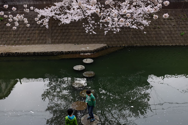 Sakura cherry blossom gumyoji yokohama japan