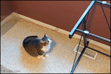 Funny Cat GIF • Cat tries to jump on desk after her owner removed the top Epic fail, haha! Funny Cat GIF • Cat tries to jump on desk after her owner removed the top Epic fail, haha!