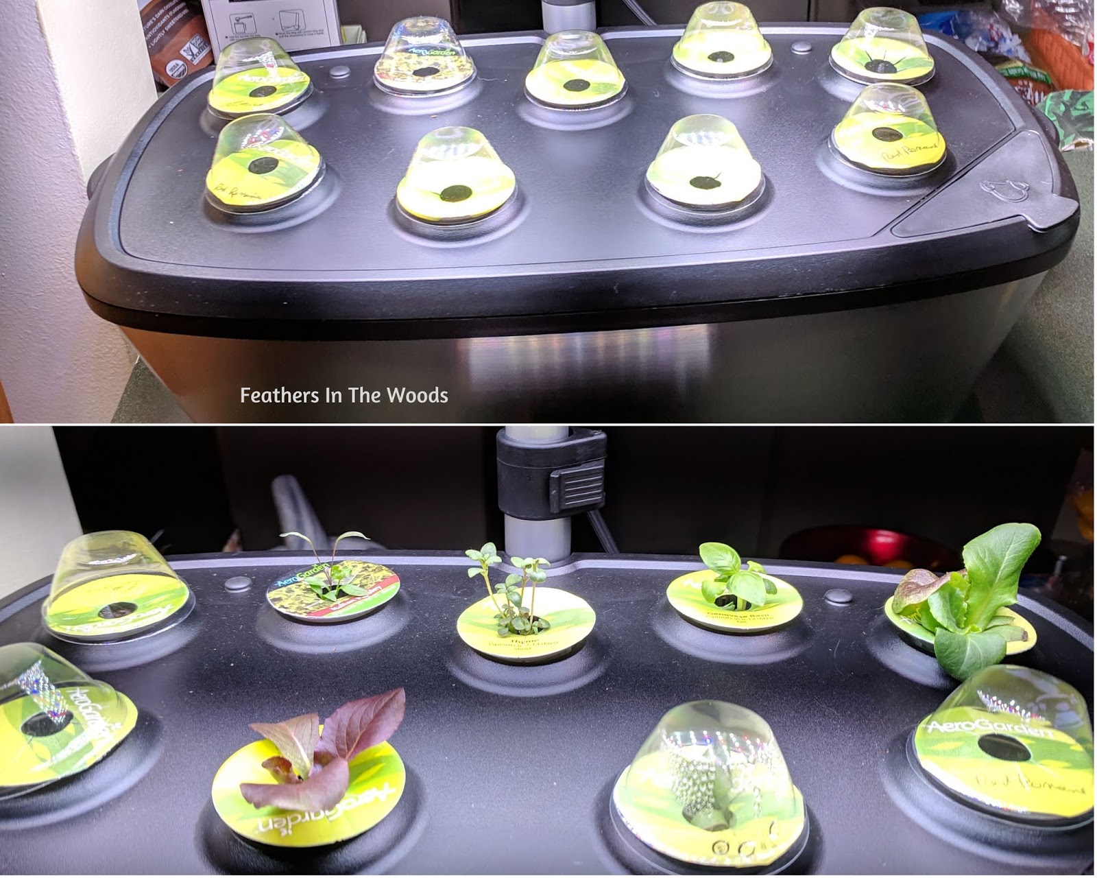 Hydroponic gardening for beginners Feathers in the woods