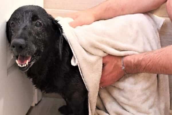 Family Dumps Their Canine In Trash Bag Since They Didn't Want Blood In The Car